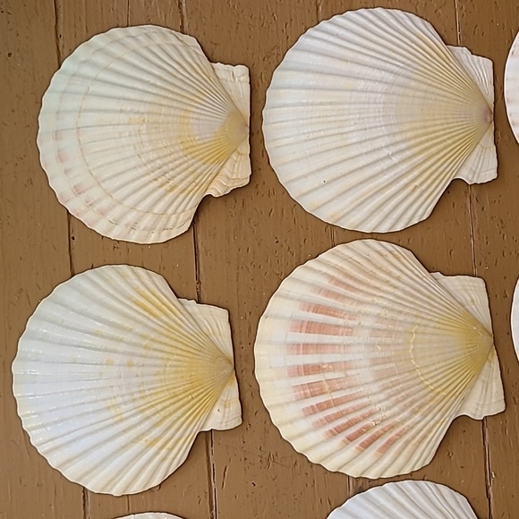 Medium Scalloped Clam Shells - Picture 8 of 11
